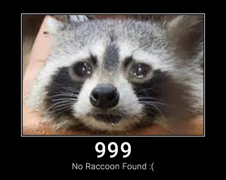 999 No Raccoon Found :(